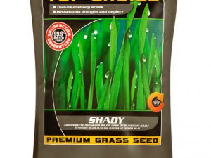 SHADY - 10 LBS